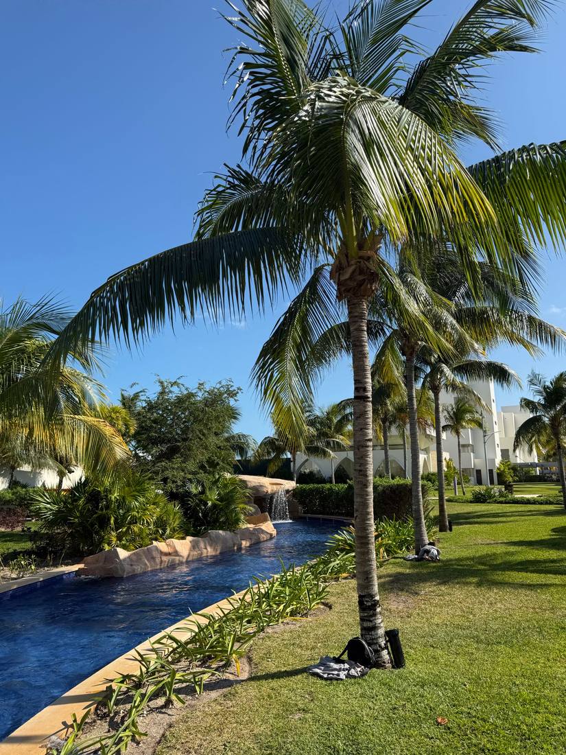 A tropical resort pool lined with palm trees under a clear blue sky